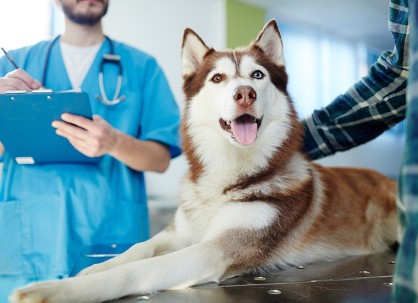 对狗狗们的好消息！ 爱丁堡兽医研发可检测犬早期肝病的标志