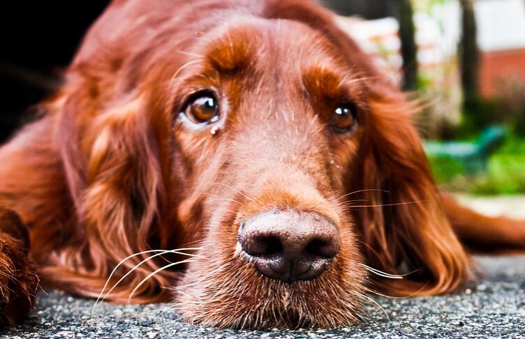 对狗狗们的好消息！ 爱丁堡兽医研发可检测犬早期肝病的标志