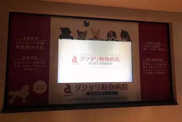 在日本宠物比孩子还多300万 日本真的有看到的那么爱养宠物吗？