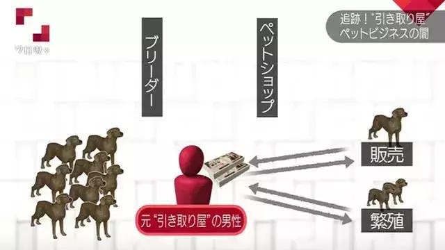 在日本宠物比孩子还多300万 日本真的有看到的那么爱养宠物吗？