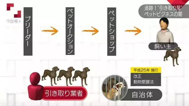 在日本宠物比孩子还多300万 日本真的有看到的那么爱养宠物吗？