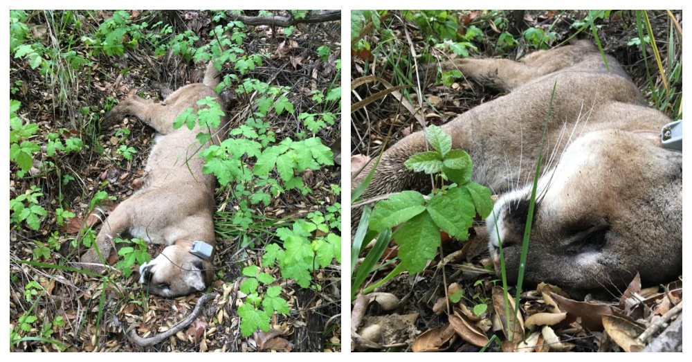 三岁山狮惨遭老鼠药毒死！ 野生动物科学家警告：山狮可能会灭绝