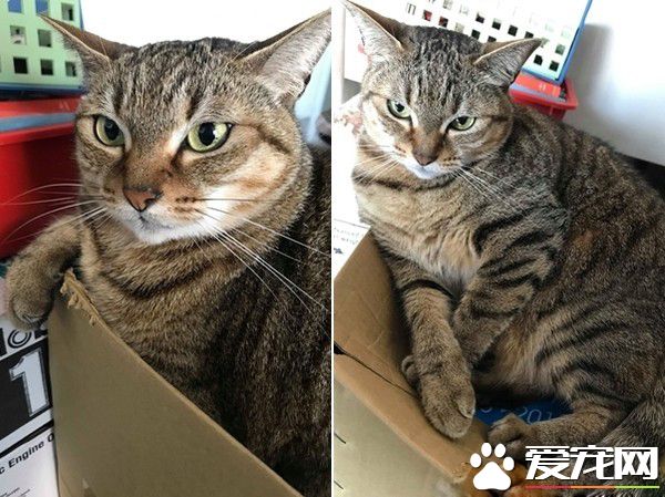 超过3秒不能吃啦 猫奴捡回饲料却招来猫拳伺候