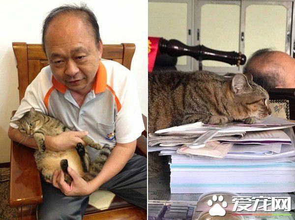 超过3秒不能吃啦 猫奴捡回饲料却招来猫拳伺候