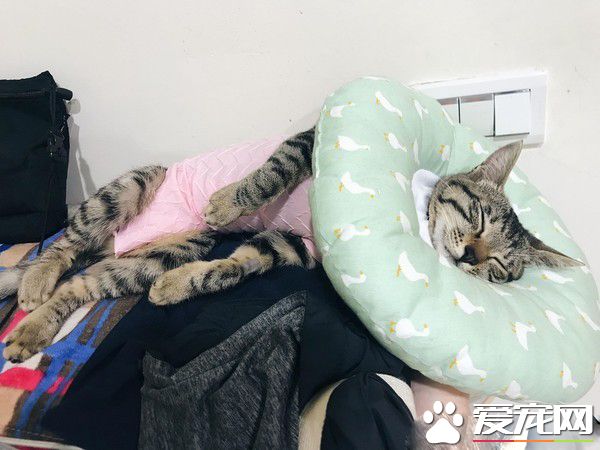 虎斑猫偷穿亮眼粉红色洋装 马麻傻眼：这是要去哪