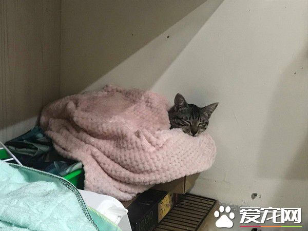 虎斑猫偷穿亮眼粉红色洋装 马麻傻眼：这是要去哪