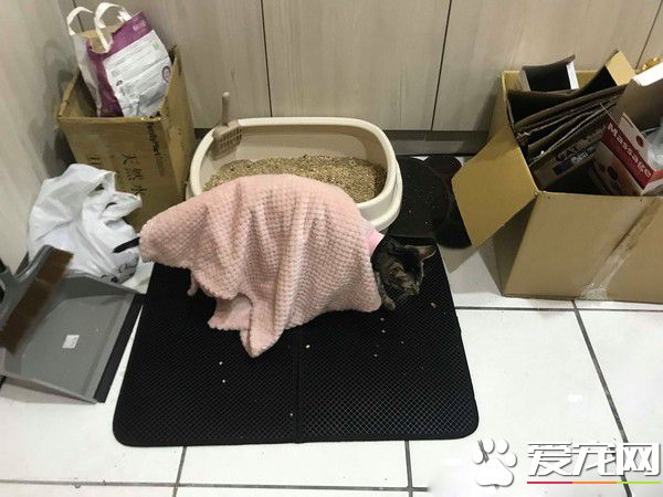 虎斑猫偷穿亮眼粉红色洋装 马麻傻眼：这是要去哪