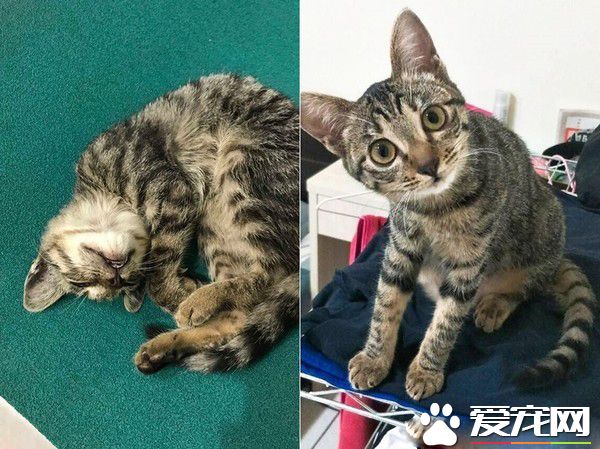 虎斑猫偷穿亮眼粉红色洋装 马麻傻眼：这是要去哪