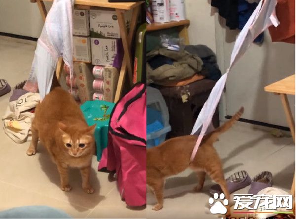 萌猫被内衣捕兽夹捉住 无奈在原地瞎奔走