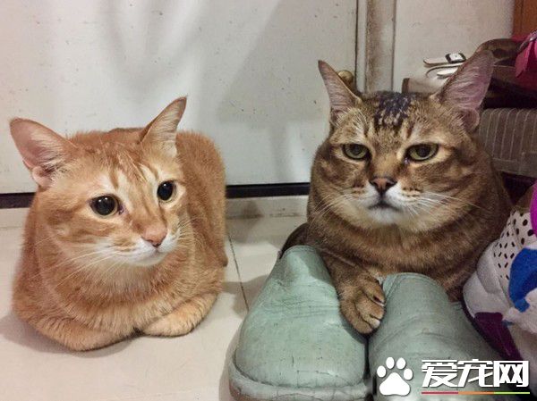 萌猫被内衣捕兽夹捉住 无奈在原地瞎奔走