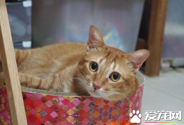 萌猫被内衣捕兽夹捉住 无奈在原地瞎奔走