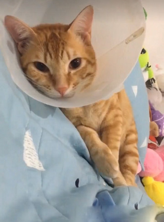 黑猫哥戴防舔圈后认不出 橘猫单手爆扣出拳中猫脸