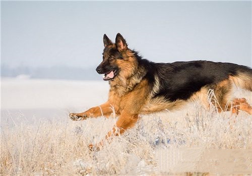 德国牧羊犬拉血 最好的解决方法就是先禁食一天