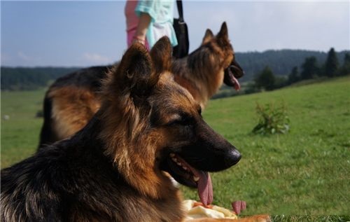 德国牧羊犬拉血 最好的解决方法就是先禁食一天