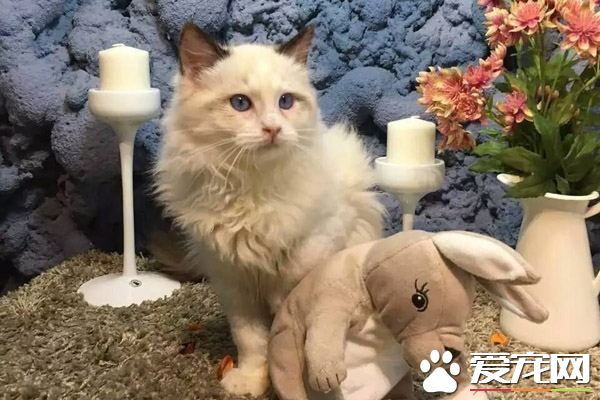 布偶猫容易掉毛吗 让布偶猫不掉毛的方法只有一个