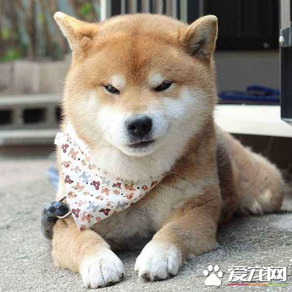 柴犬可以吃鸡肝吗 柴犬吃鸡肝没想到坏处这么多