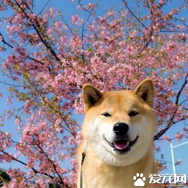 柴犬从几个月适合开始训练 怎样训练柴犬