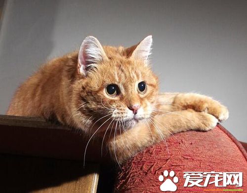 猫抓家具怎么办  防止猫乱抓家具的方法介绍