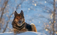 德国牧羊犬细小病毒 得了细小病毒的表现