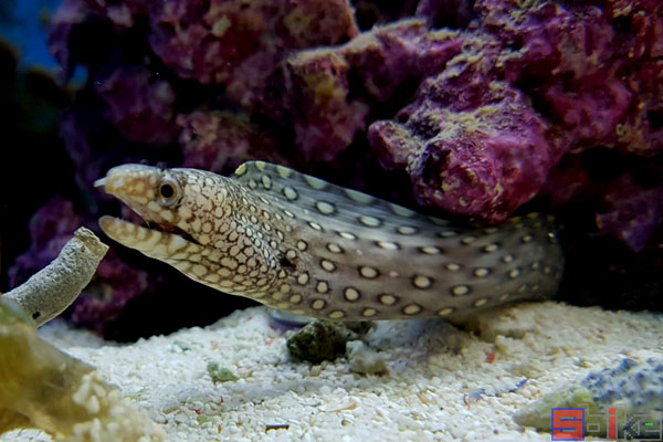 宝石海鳝